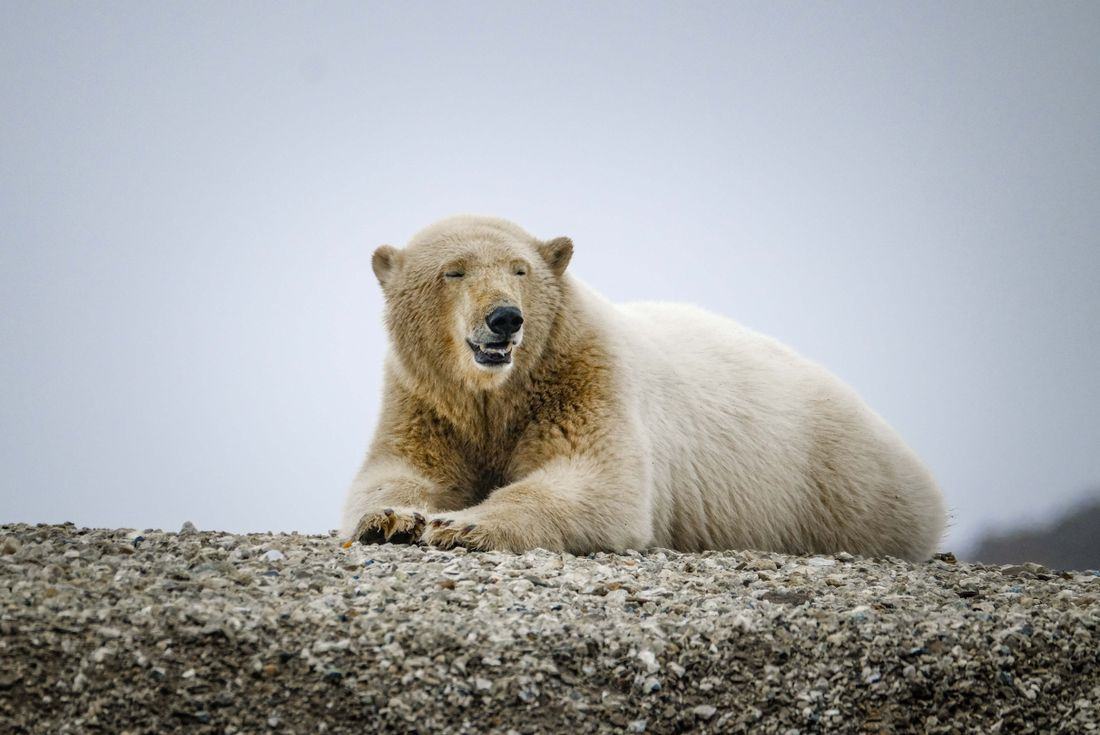 A polar bear resting on Arctic terrain