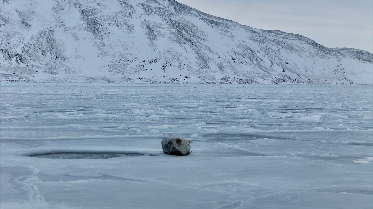 A seal resting beside a breathing hole on frozen sea ice