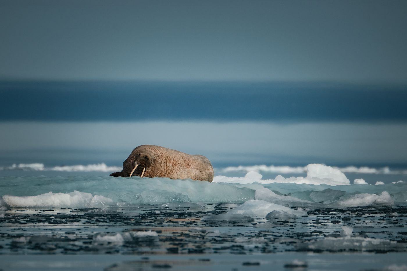 A walrus resting on floating ice